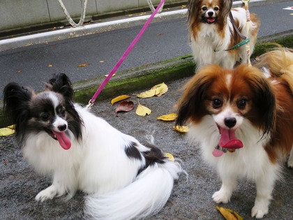 2014(H26)-9-25 ロビンだって筋トレ (15)