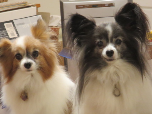 ティムが我が家にやって来た 2019(R1)-11-23 (5)