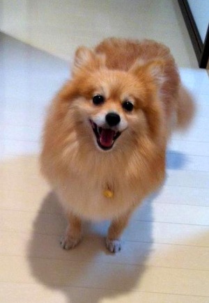 トライアル14日目 - 正式譲渡申し込み