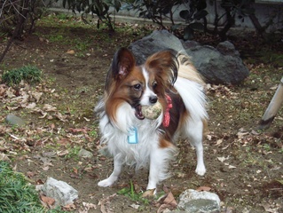 ボール捕ったぞ