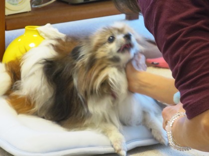 2019(R1)-7-12 ͳ²ÃΤ¤µ¤ó¤ÈÍ·¤Ö (21)