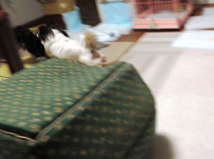 2017(H29)-11-16 ������ֱ�ư�� (7)