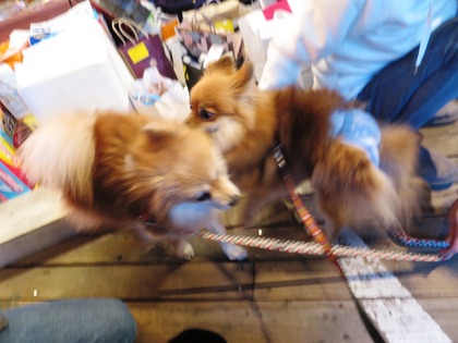 2019(H31)-1-19 巣鴨里親会にて (12)