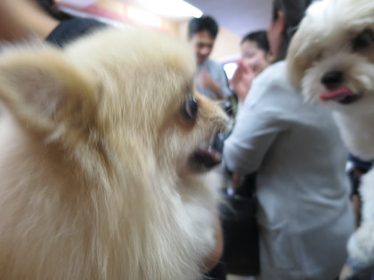 2017(H29)-9-16 第31回 里親会 (2)