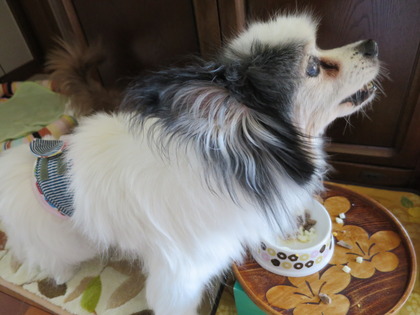 2015(H27)-8-6 食べ過ぎた朝食とクリン (17)