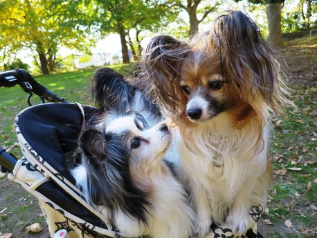 2013(H25)-11-20 칩 (12)