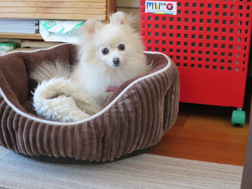 2020(R2)-3-18 ご飯時はバタバタ (11)