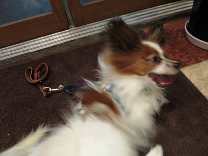 2016(H28)-5-26 ギャラリー恵みにてクルクル~ (9)