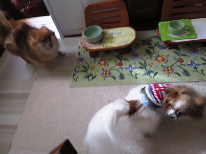 2018(H30)-12-26 朝のバトル (3)