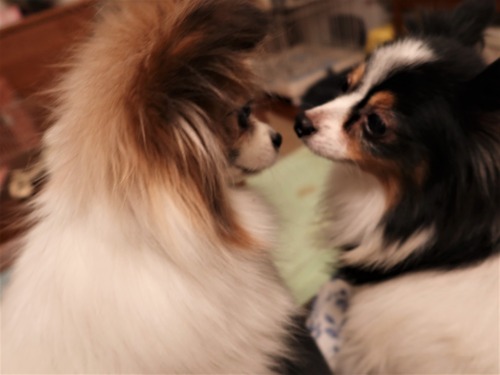 2021(R3)-3-17 �ѥԥݥ�5�ͽ� (5)