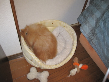 穴掘り