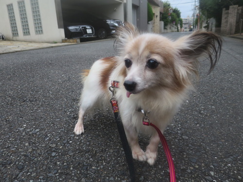 2020(R2)-9-20 ½Ñ¸å¤Î¤ª»¶Êâ (2)