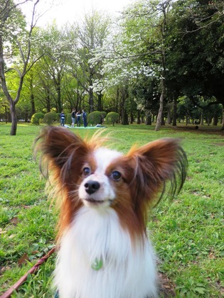 2016(H28)-4-17 代々木公園 (24)