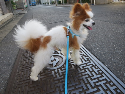 2017(H29)-8-9 ËÜÆü37¡îͽÁÛ¤ÎÁáÄ« (9)