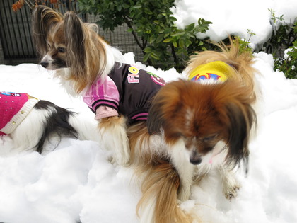 2014-2-15 今年二度目の大雪に (49)