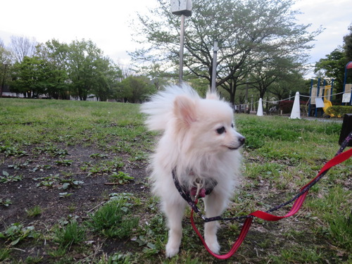 2020(R2)-4-19 パーシモン公園 (14)