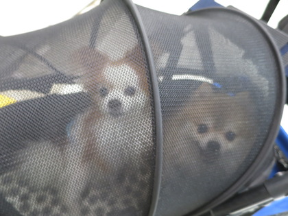 2017(H29)-9-16 いざ出陣の朝 (25)