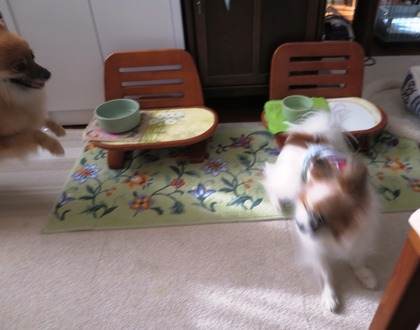 2018(H30)-12-26 朝のバトル (1)