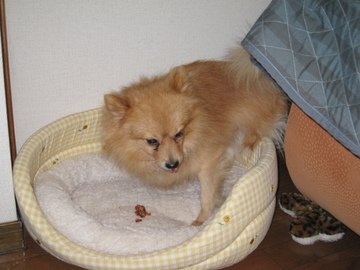 ムシャムシャ