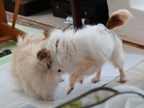 2021(R3)-5-7 ミルキー vs ボニーのワンプロ (4)