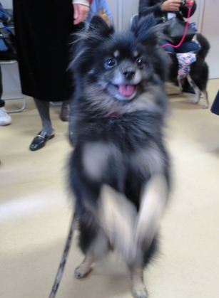 2018(H30)-1-20 第36会巣鴨里親会 (11)