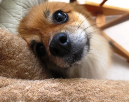 2019(H31)-2-16 トライアルの朝 (6)