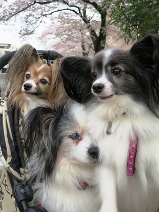 2016-4-6 平成28年の櫻 (2)