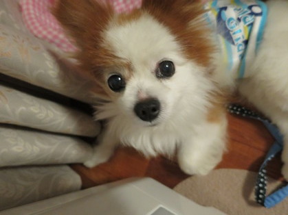 2017(H29)-7-17 ������ε��� (4)