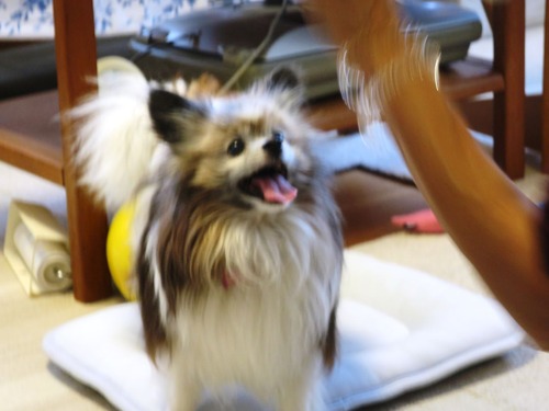 2019(R1)-7-12 ͳ²ÃΤ¤µ¤ó¤ÈÍ·¤Ö (23)