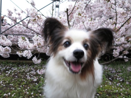 207(H29)-4-8 霞か雲か東工大へ (68)