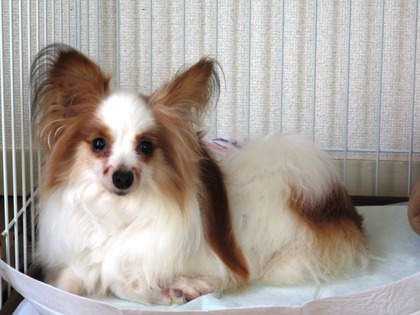 2019(H31)-3-21 ���ե���Υȥ饤���� (4)