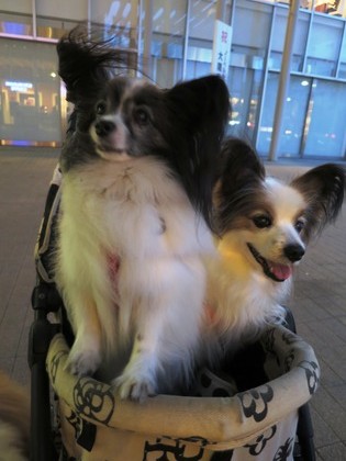 207(H29)-4-8 霞か雲か東工大へ (127)