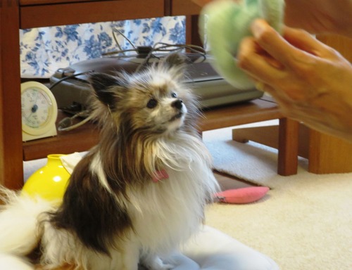 2019(R1)-7-12 ͳ²ÃΤ¤µ¤ó¤ÈÍ·¤Ö (15)