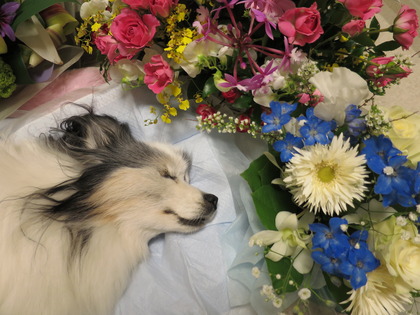 ロビン永眠 No (2)