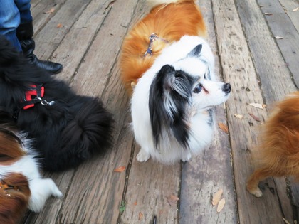 2013-12-8 田奈ラン(ケイトプチオフ会) (69)