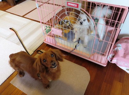 2017(H29)-7-25 スニフのプチステイ (3)