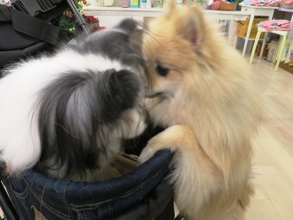 2014(H26)-11-23 ロビン18歳誕生会 (131)