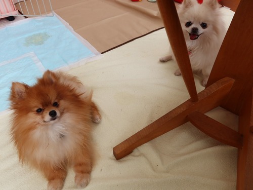 2021(R3)-2-25 ママがご飯の最中は (8)