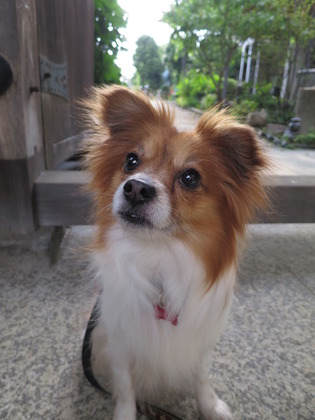 2018(H30)-5-24 ¼«Í³¤¬µÖ¥ô¥§¥Ë¥¹ (14)