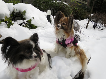2014-2-15 今年二度目の大雪に (42)