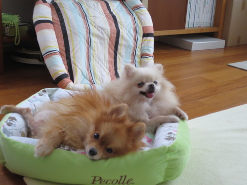 2020(R2)-10-19 寝ても覚めても (4)