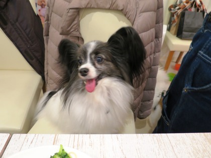 2014(H26)-11-23 ロビン18歳誕生会 (97)