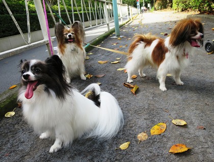 2014(H26)-9-25 ロビンだって筋トレ (6)