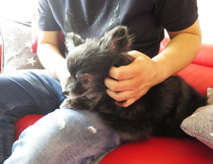 2017(H29)-9-27 コロンお届け (2) 15歳ベティちゃん