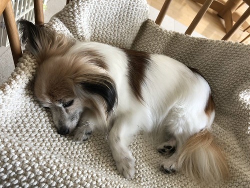 2021(R3)-5-31 ファラ通信 (3)