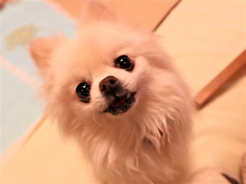 2021(R3)-2-24 仮ママ何食べてるですか? (1)