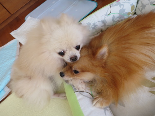 2020(R2)-10-20 今日も大好き❤ (35)