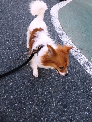 2018(H30)-6-29 ¸á¸å¤ËÇß±«ÌÀ¤±¤ÎÄ« (7)