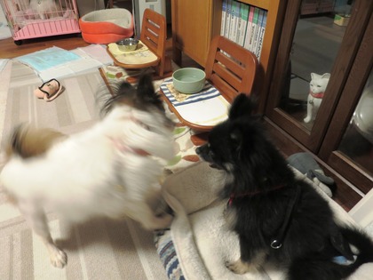 2017(H29)-11-16 ������ֱ�ư�� (18)