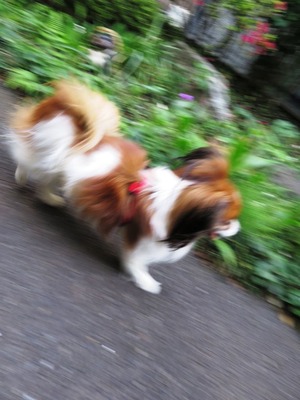 May day の庭で (22)